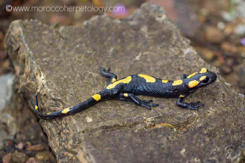 Amphibians Morocco