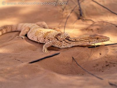 Varanus griseus (Daudin, 1803) |Varan de désert | Desert Monitor | ورل الصحراء